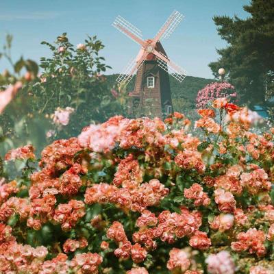 yabo手机版官网登录